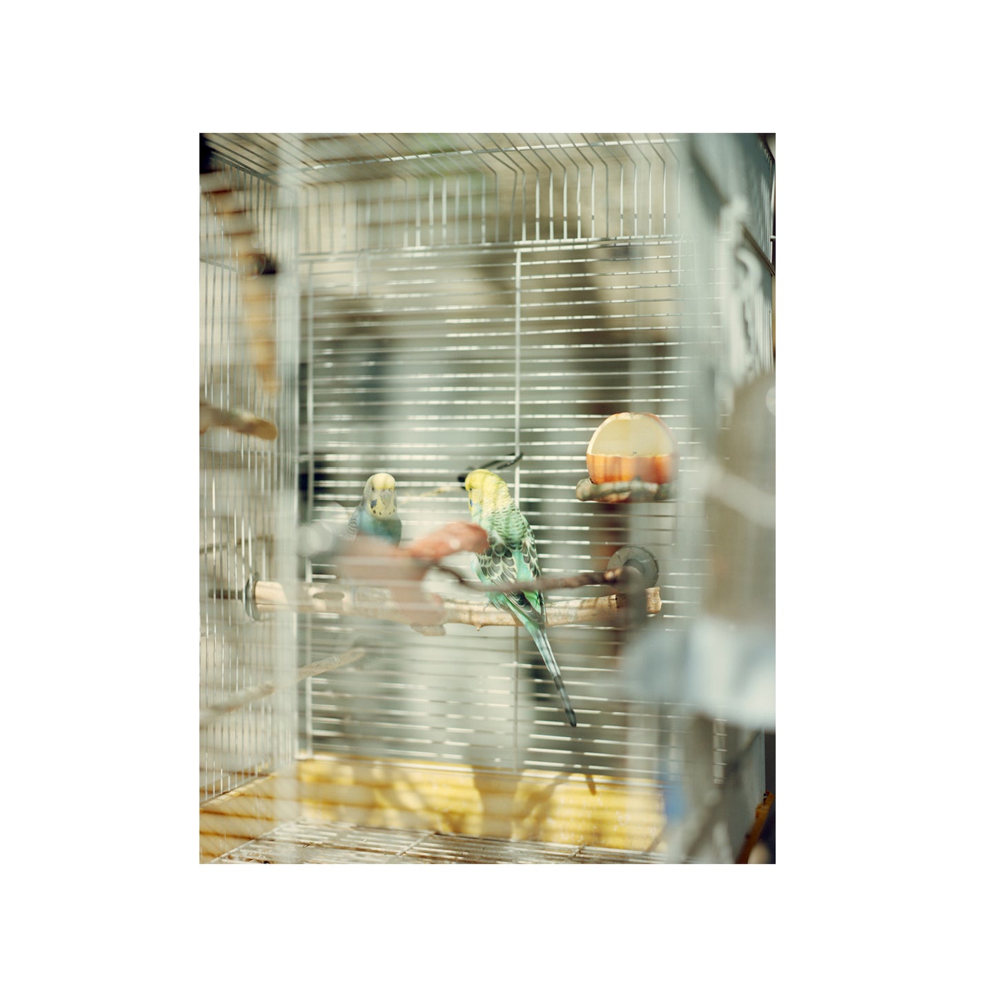 Caged Birds, Palm Springs, CA 2023