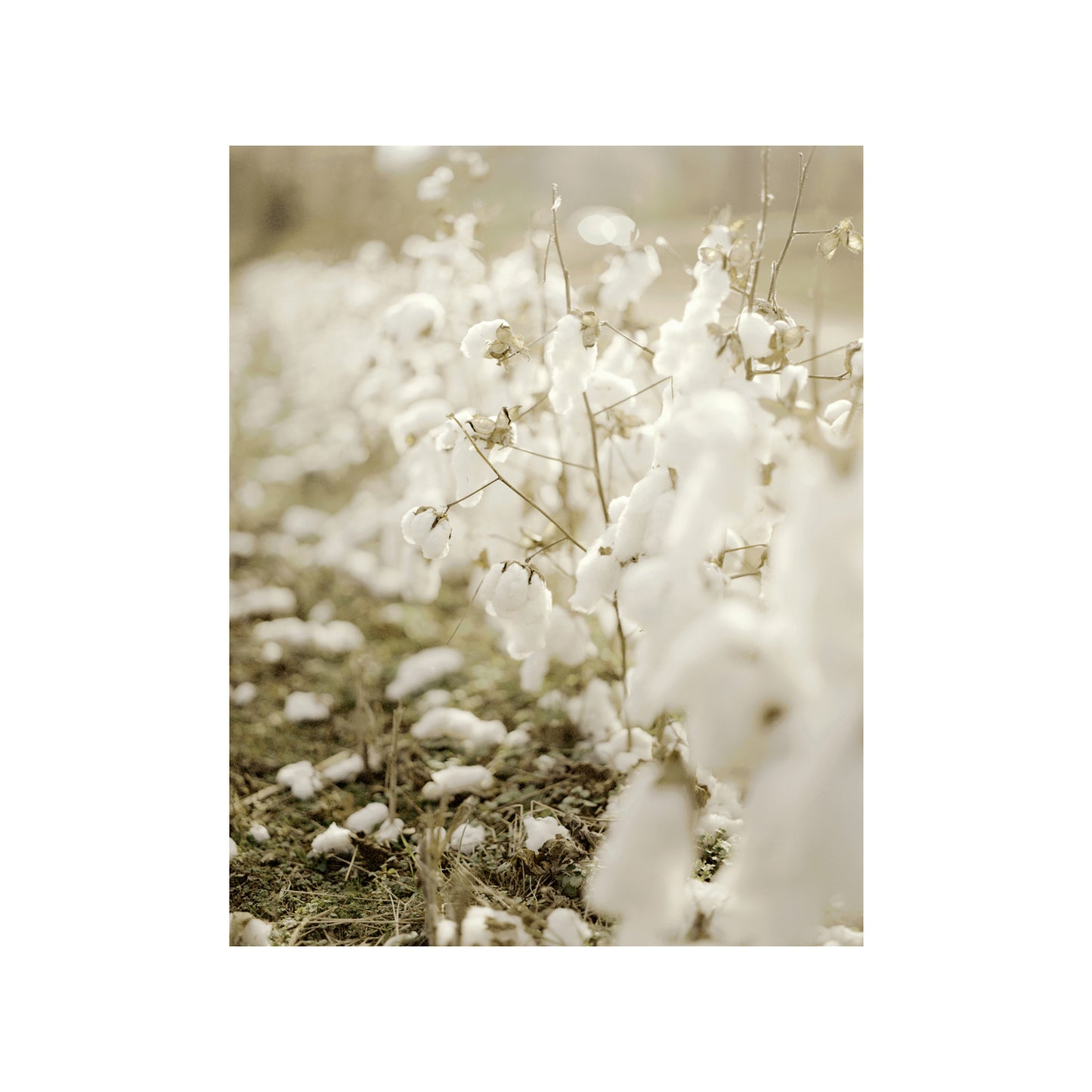 Cotton Plants, GA 2023