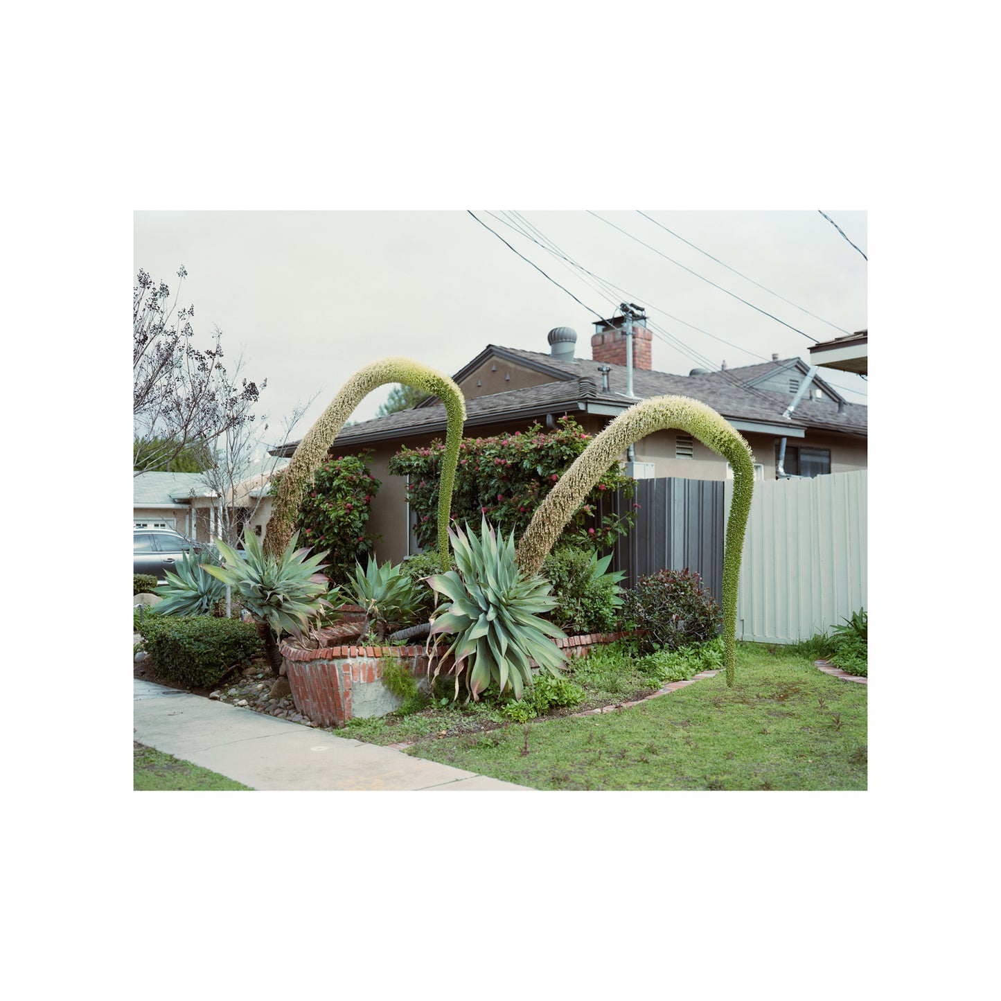 Plant in Yard, San Diego, CA 2023