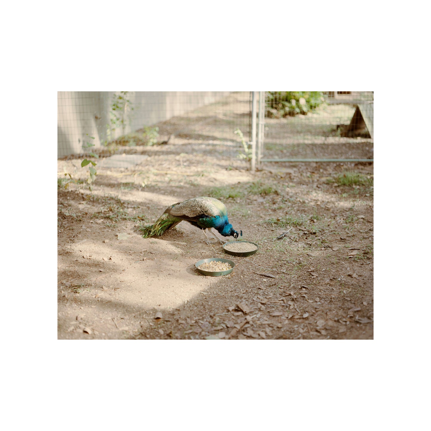 Peacock at Zoo, MS 2023