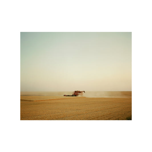 Wheat Harvest, MT 2022